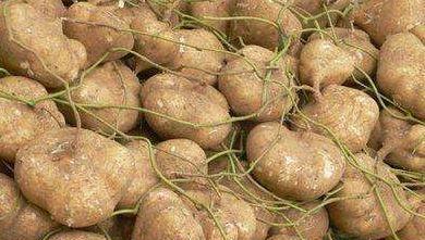 新会网红哨牙珍吃凉瓜,新会网红美食新体验